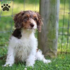 Taffy, Cavapoo Puppy